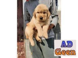 used ALL TOP BREED GOLDEN RETRIEVER PUPS IN DELHI7042450221 for sale 